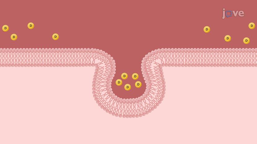 Vesicular Trasport: Endocytosis, Transcytosis and Exocytosis