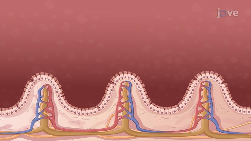 Factors Influencing Drug Absorption: Disease States and Pharmacology