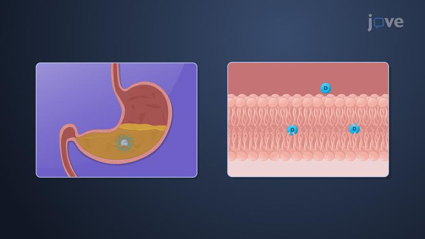 Factors Influencing Drug Absorption: Drug Dissolution