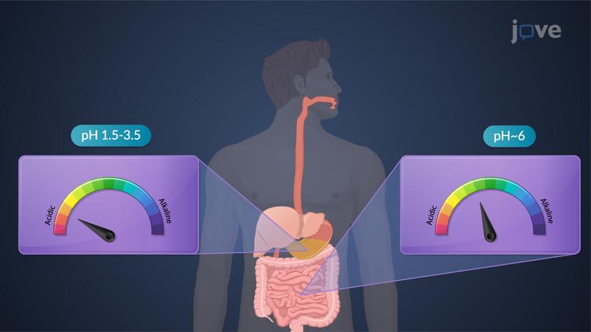 Factors Affecting Dissolution: Drug pKa, Lipophilicity and GI pH