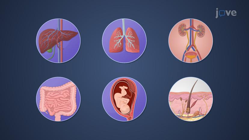 Drug Biotransformation: Overview