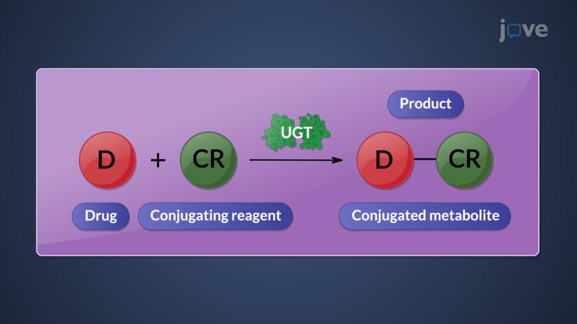 Phase II Conjugation Reactions: Overview