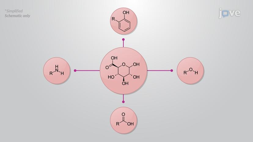 Phase II Reactions: Glucuronidation