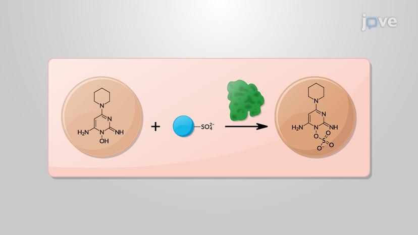 Phase II Reactions: Sulfation and Conjugation with &#945;-Amino Acids