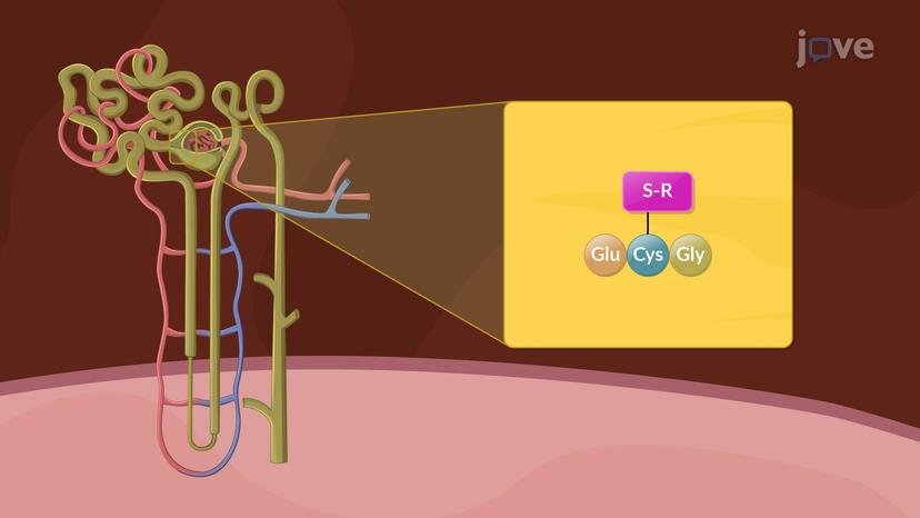 Phase II Reactions: Glutathione Conjugation and Mercapturic Acid Formation