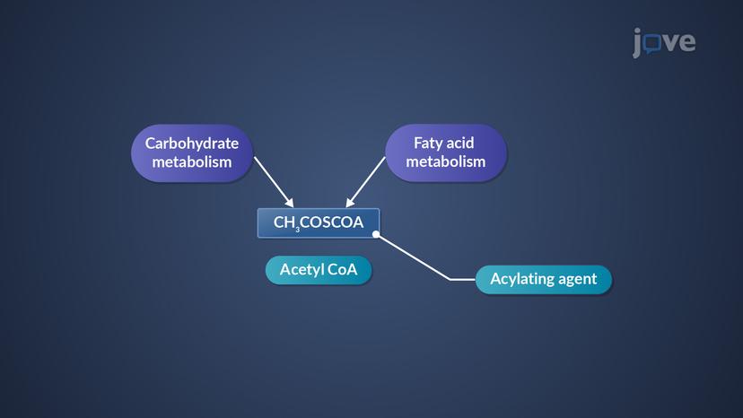 Phase II Reactions: Acetylation Reactions