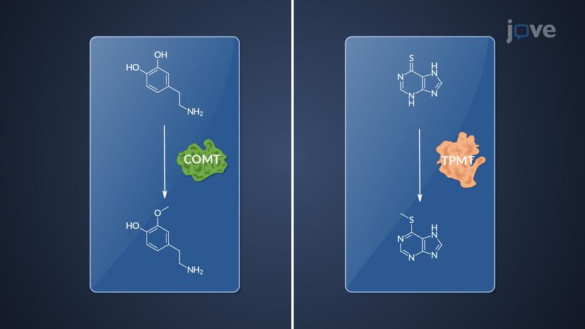 Phase II Reactions: Methylation Reactions