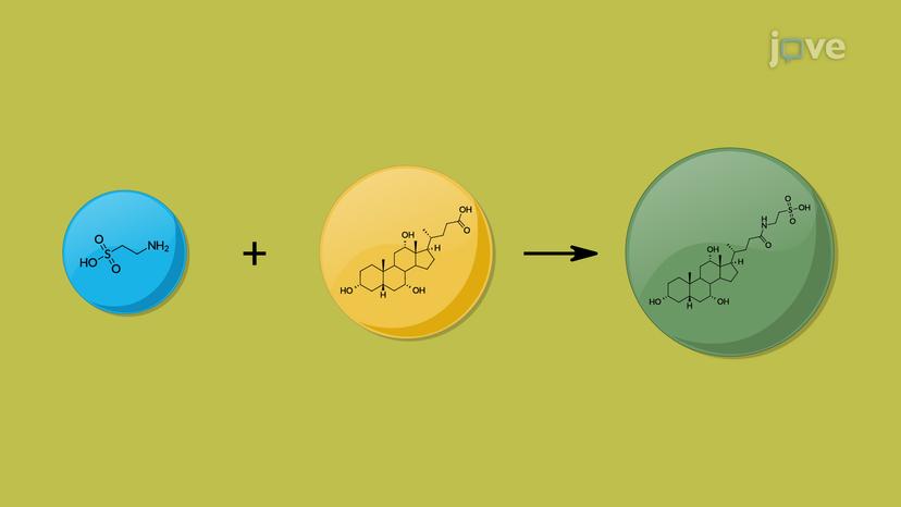 Phase II Reactions: Miscellaneous Conjugation Reactions