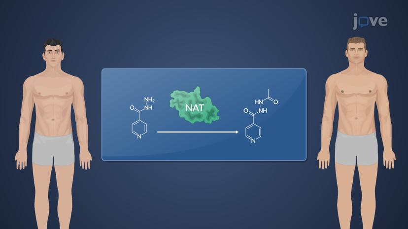 Factors Affecting Drug Biotransformation: Biological