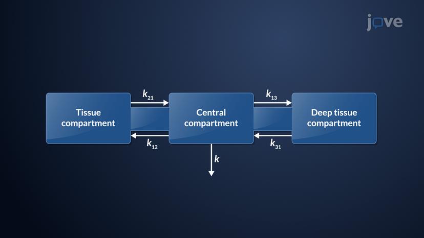 Three-Compartment Open Model