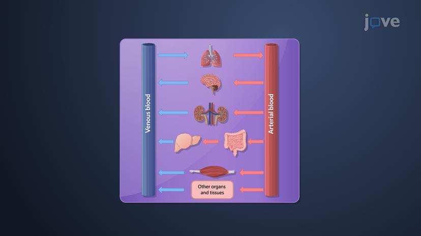 Model Approaches for Pharmacokinetic Data: Physiological Models