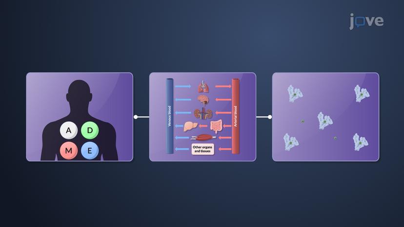 Physiological Pharmacokinetic Models: Assumption with Protein Binding