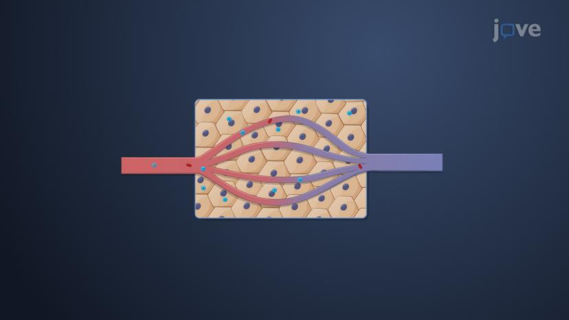 Physiological Pharmacokinetic Models: Blood Flow-Limited Versus Diffusion-Limited Models