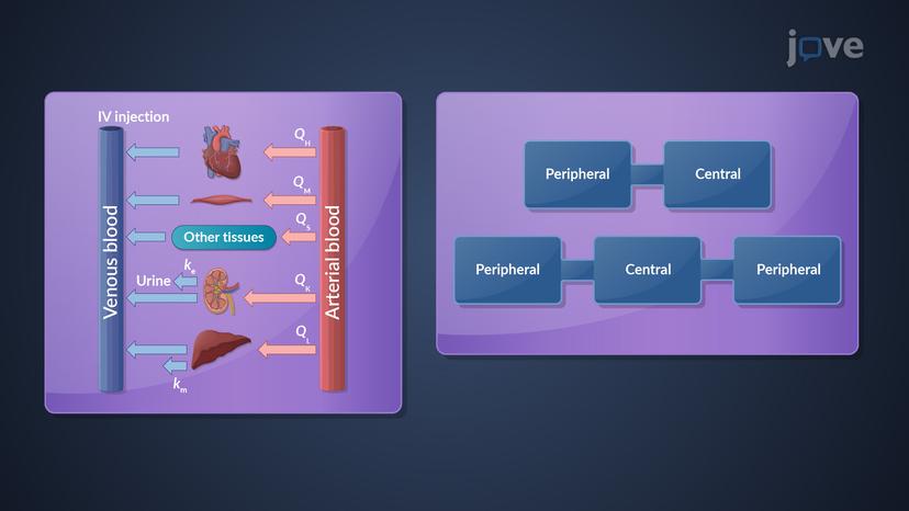 Pharmacokinetic Models: Comparison and Selection Criterion