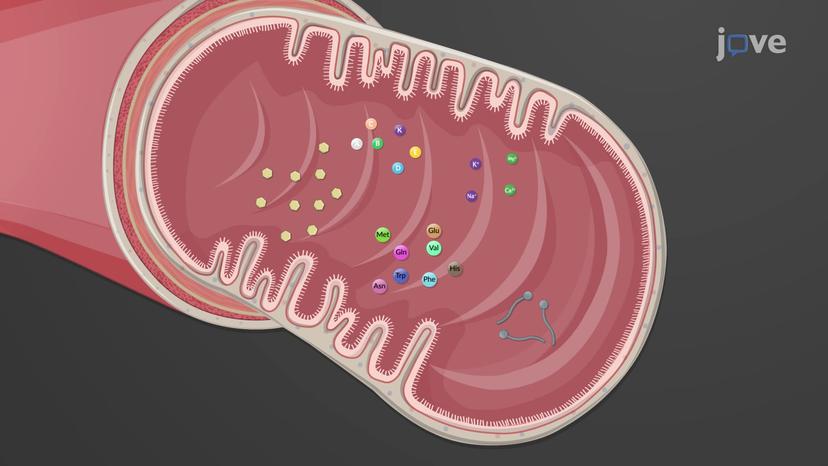 Absorption of Nutrients