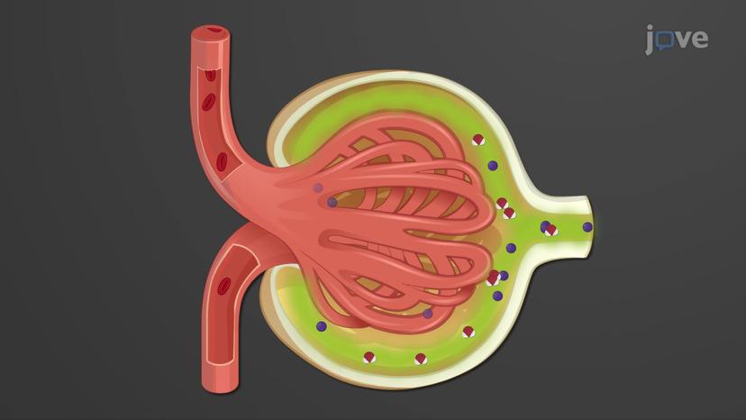 Glomerular Filtration: Net Filtration Pressure