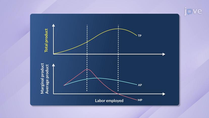 Relation between Total Product, Marginal Product and Average Product