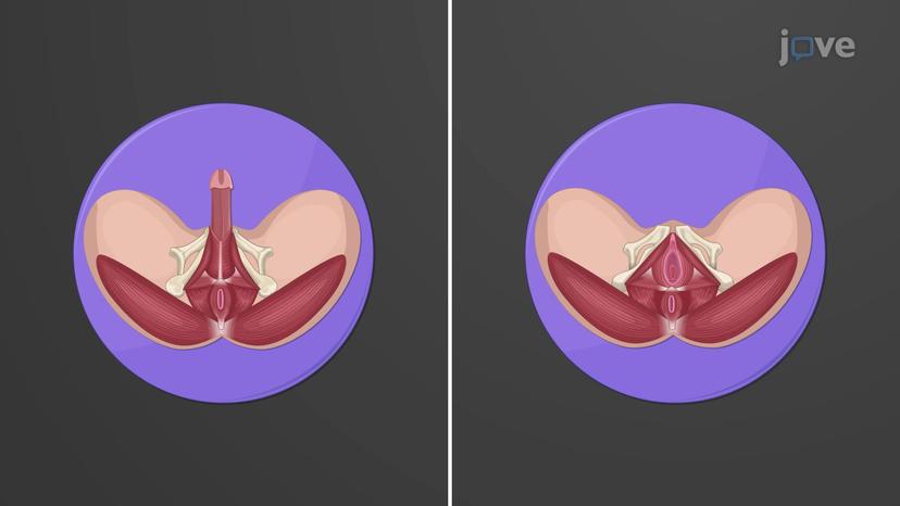 Overview of the Reproductive

System