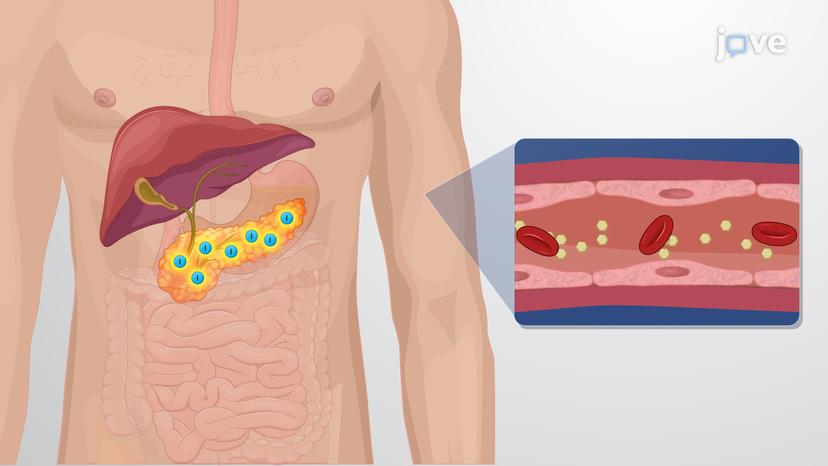 Glucose Homeostasis: Regulation of Blood Glucose