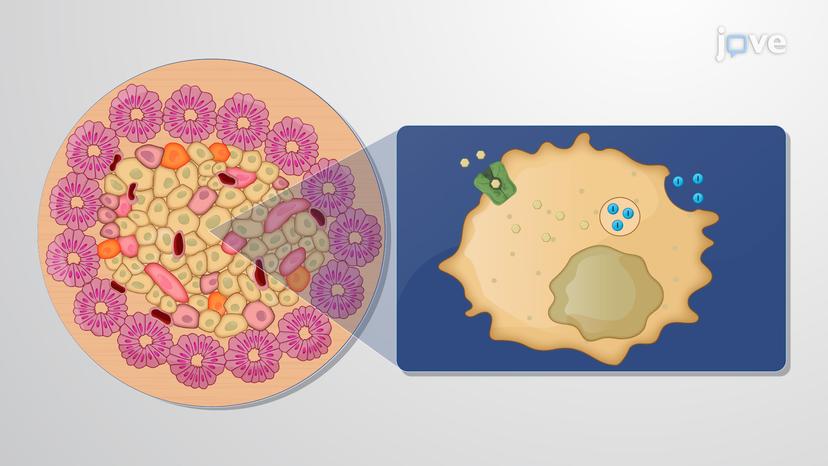 Glucose Homeostasis: Pancreatic Islets and Insulin Secretion