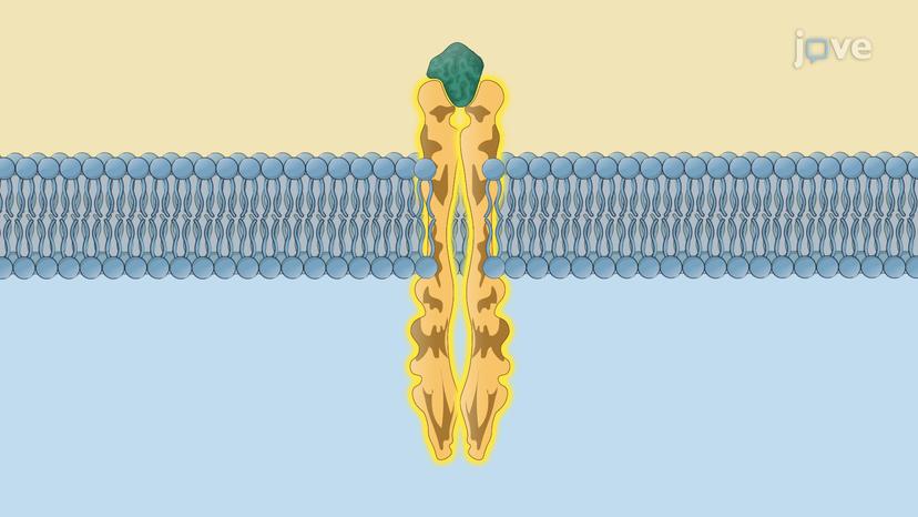 Insulin: The Receptor and Signaling Pathways