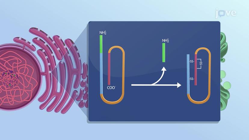 Insulin: Biosynthesis, Chemistry, and Preparation