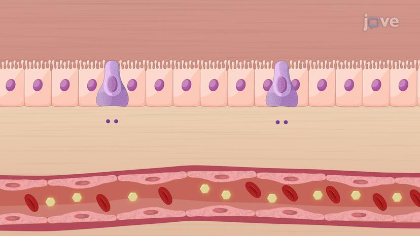 Oral Hypoglycemic Agents: &#945;-Glucosidase Inhibitors