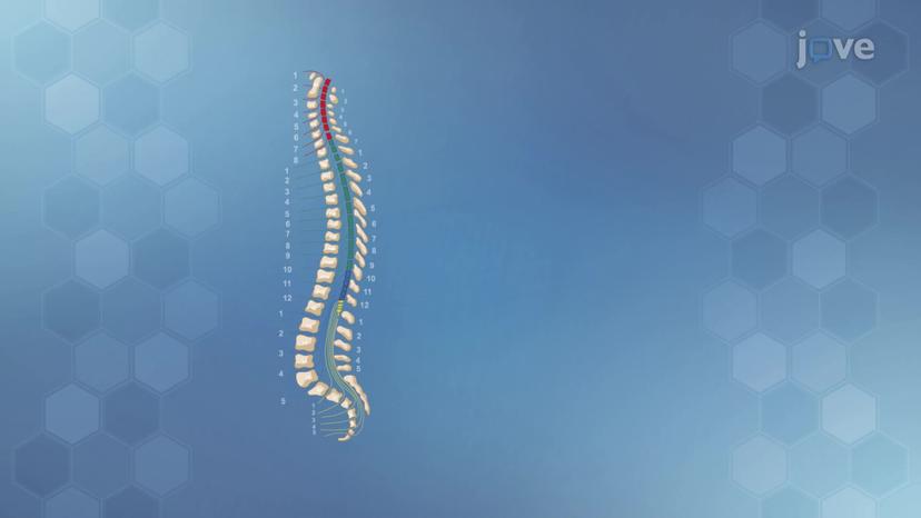 Spinal Cord