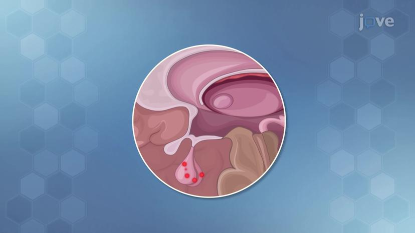 Major Hormones and Their Functions