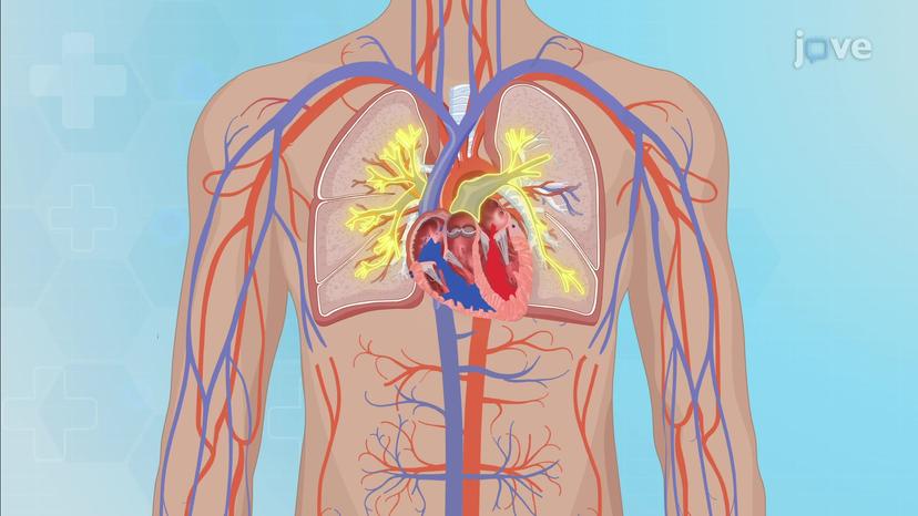 Anatomy of the Heart