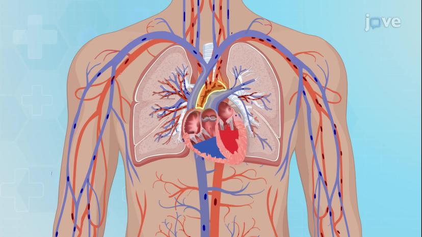 Anatomy of Blood Vessels