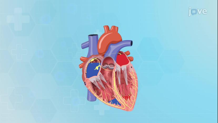 Physiology of the Heart: The Cardiac Cycle