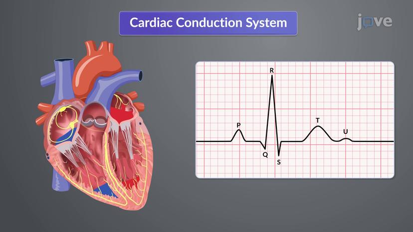 Conduction System of the Heart