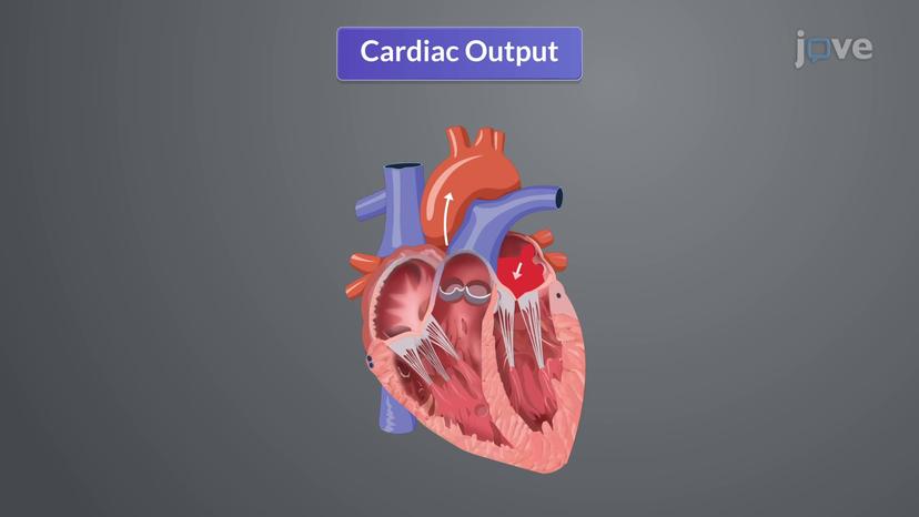 Cardiac Output II: Effect of Stroke Volume on Cardiac Output