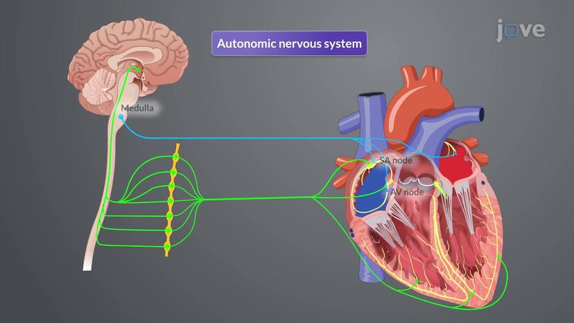 Regulation of the Cardiovascular System