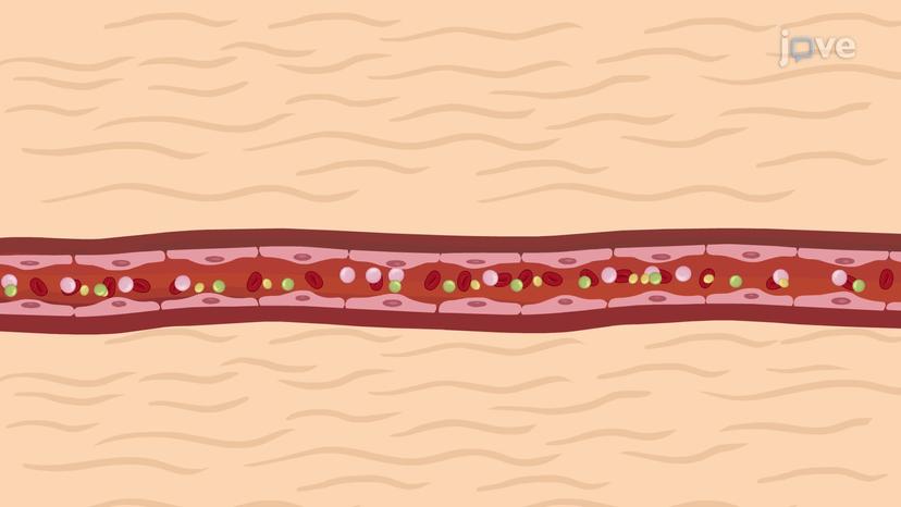 Blood Studies for Cardiovascular System III: Serum Lipid Profile