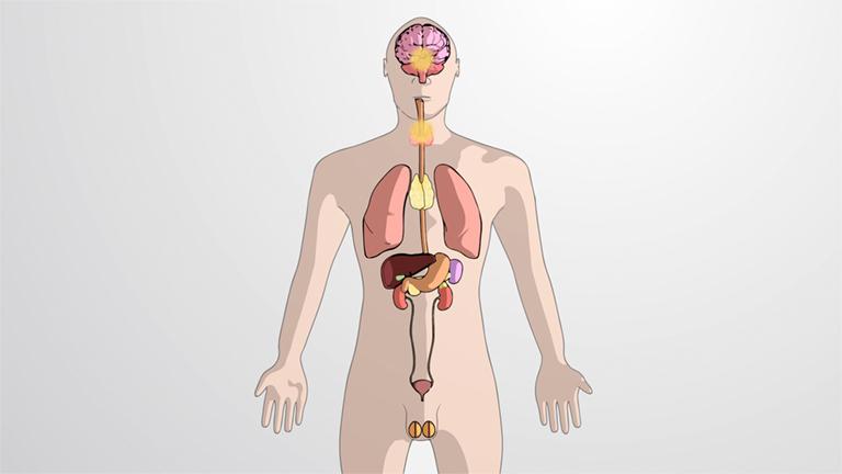 What is the Endocrine System?