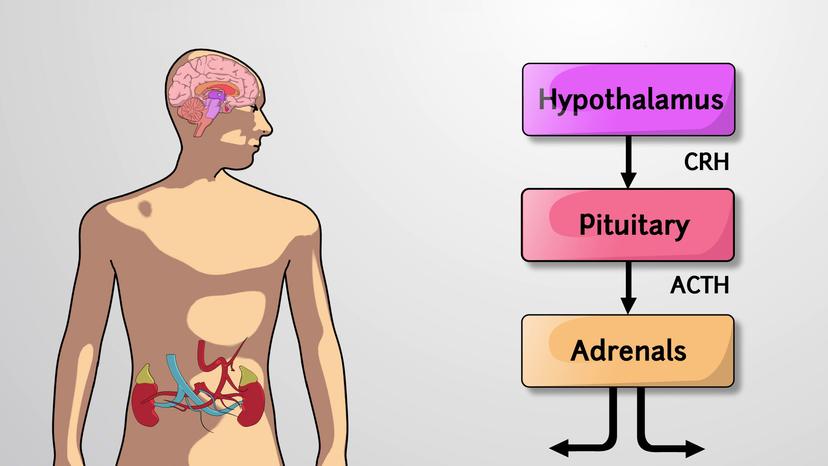 Hypothalamic-Pituitary Axis