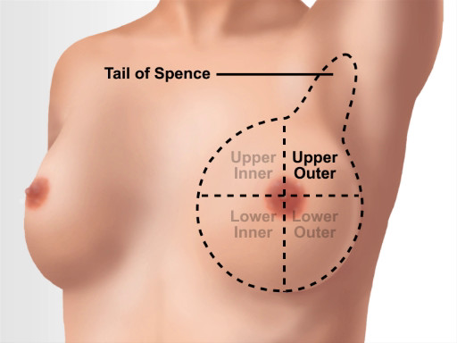 Breast Tissue Anatomy; Tissue and Lymph Node Examination