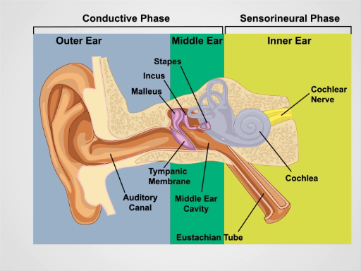 Middle and Inner Ear Anatomy - Malleus, Incus, Stapes