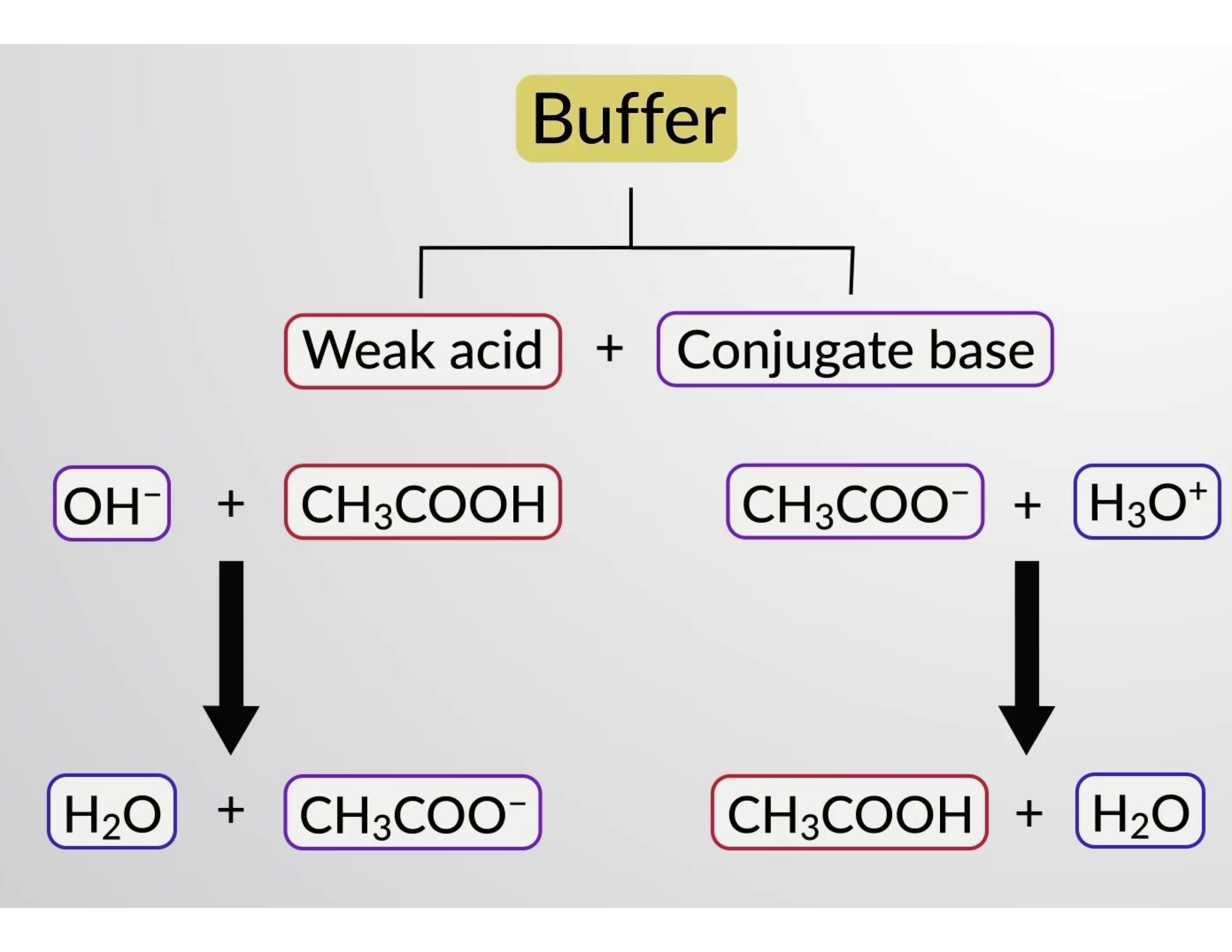 write a term paper on the mechanism of buffer system