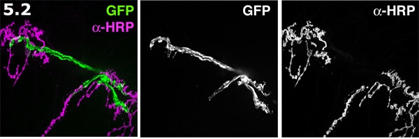 figure-protocol-7319 figure-protocol-7319