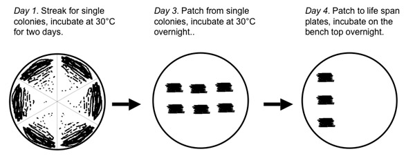 figure-protocol-3074