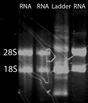 figure-protocol-13382 figure-protocol-13382