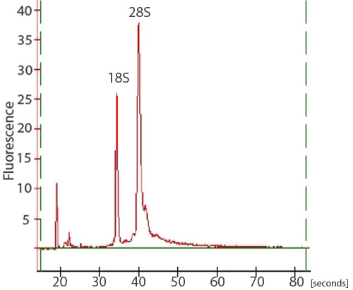 figure-protocol-13785 figure-protocol-13785