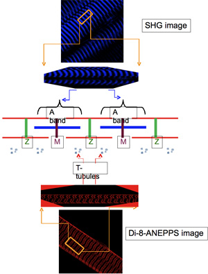 figure-protocol-11428
