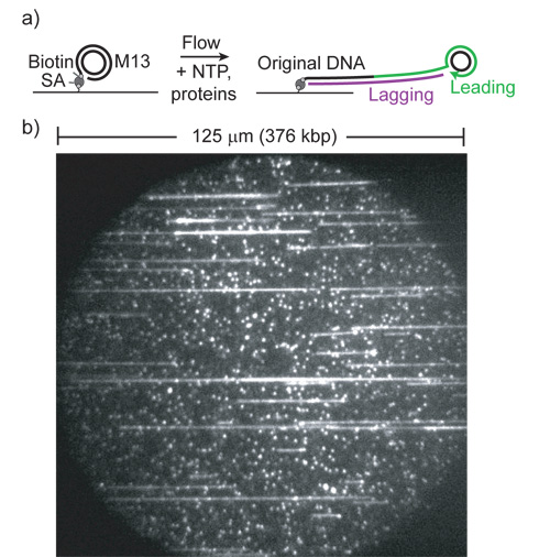 Visualizing Single-molecule DNA Replication With Fluorescence Microscopy