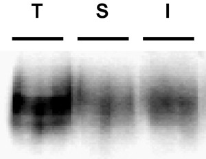 figure-protocol-13686