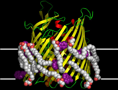 Crystallizing Membrane Proteins For Structure Determination Using ...