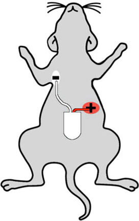 figure-protocol-9637